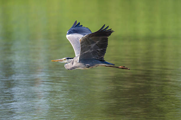 istock Portrait of grey heron (Ardea cinerea) in flight 624852546