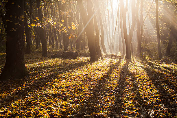 istock Autumnal misty morning 624853210