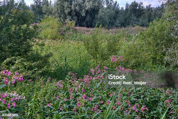 Reed Bed Partly Overgrown By Himalayan Balsam Stock Photo - Download Image Now - Ornamental Jewelweed, Europe, European Union