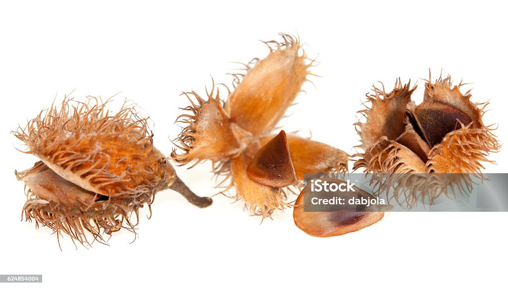 spilled seed beech spilled seed with beech  fruit on white background Beech Tree Stock Photo