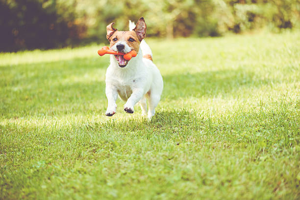 istock Cute dog playing with toy bone at sunny summer day 624855616