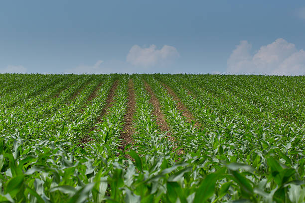 istock View of a natural green cornfield with blue sky 624856592