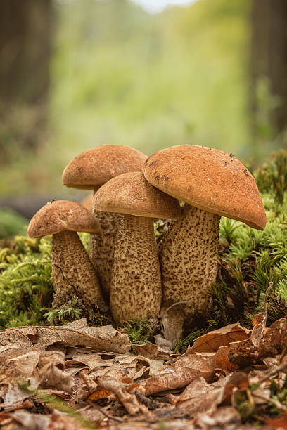 istock Three edible mushroom species,red-capped 624867176