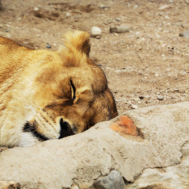 A male Lion relaxing outdoors in the sunshine