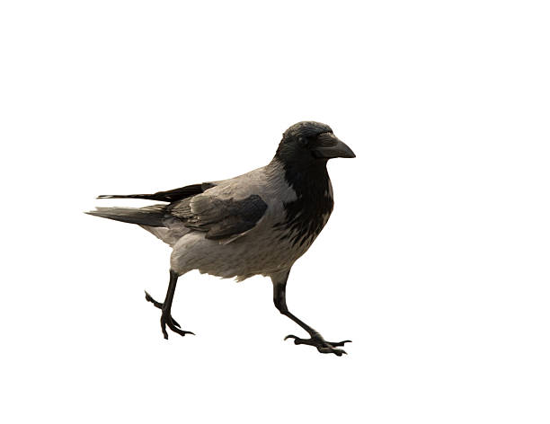 istock The sngle walking black and grey crow on the white 624867698