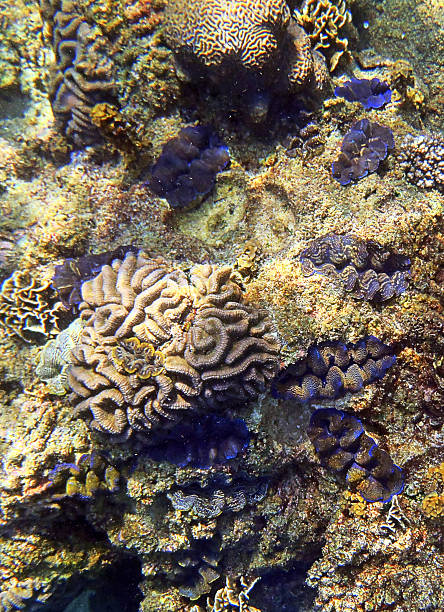 istock Group of Giant Clams 624869074