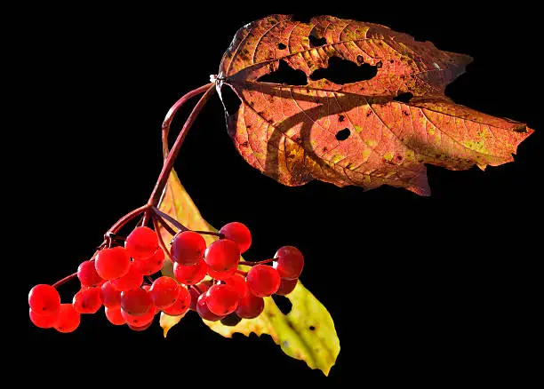 A close up of the berries of arrow-wood. Isolated on black.