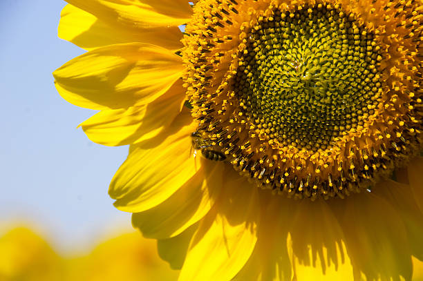 istock bright   against a blue sky and a bee collecting nectar 624872424