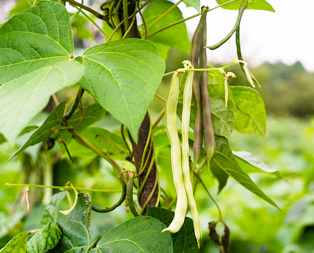 unreife balle (phaseolus vulgaris) hülsen - flageolet bean stock-fotos und bilder