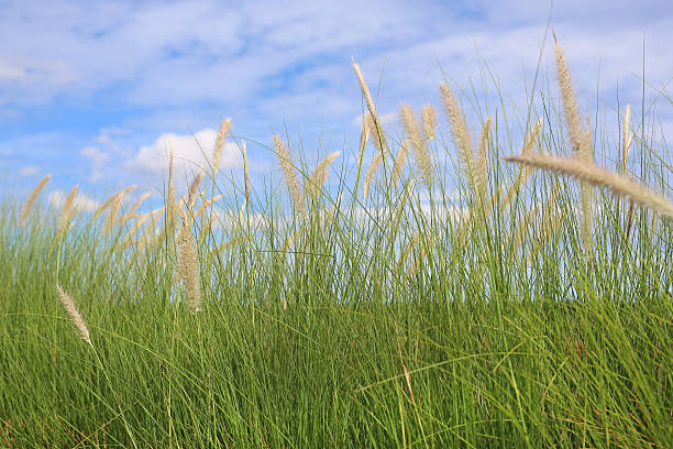 istock Feathery plumes of white pampas grass against cloudy sky 624872490
