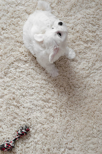 istock Cute little white puppy on a carpet 624872618