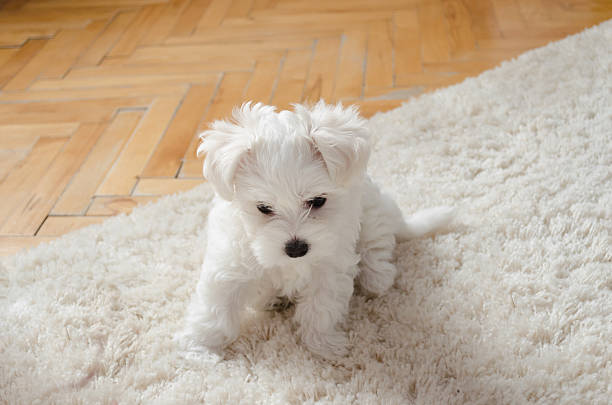 istock Cute little white puppy sitting on a carpet 624872840