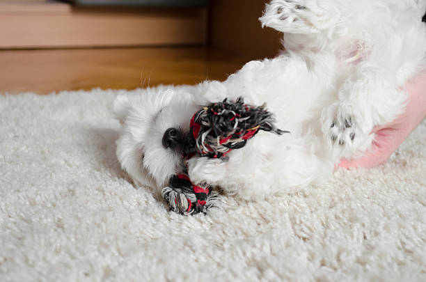 istock Cute little white puppy on a carpet 624873032