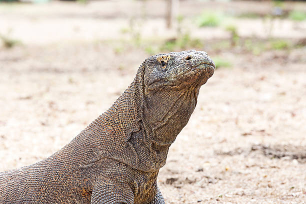istock Komodo Dragon in Komodo national park 624873102