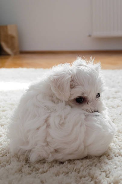 istock Cute little white puppy sitting on a carpet 624873220