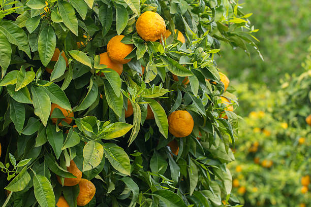 naranjas que crecen en huerto - citrus fruit mandarin orange orange large group of objects fotografías e imágenes de stock