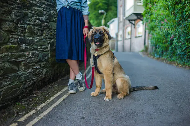 A young woman is walking her Leonberger puppy outside in a small town