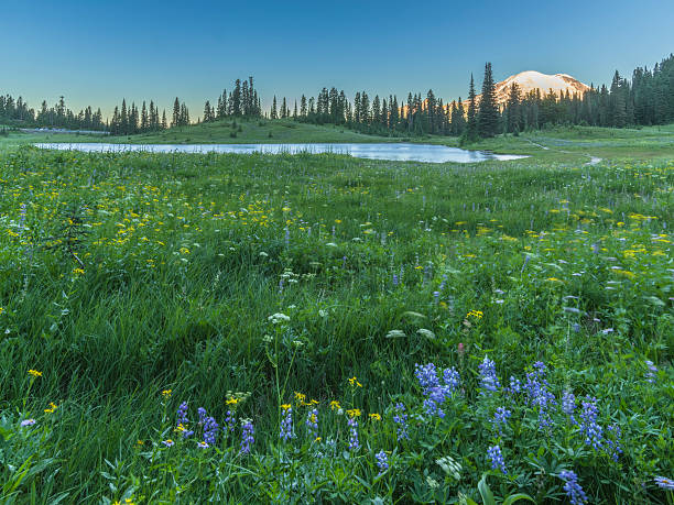 istock Tipsoo Lake of MT.Rainier 624879160