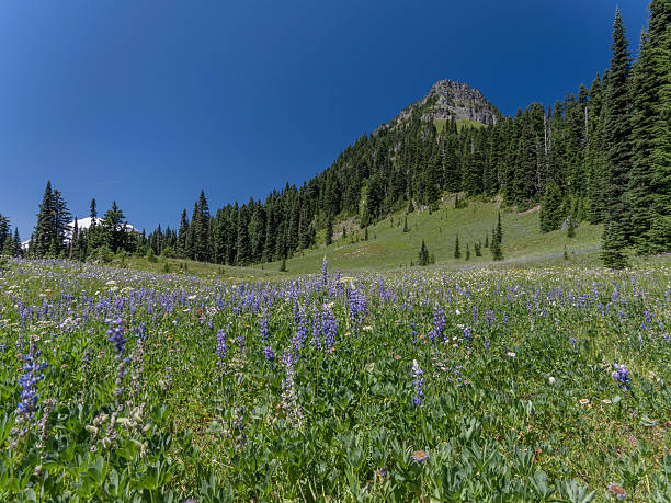 istock Tipsoo Lake of MT.Rainier 624879406