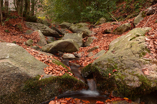 istock Forest in full season of autumn 624886510