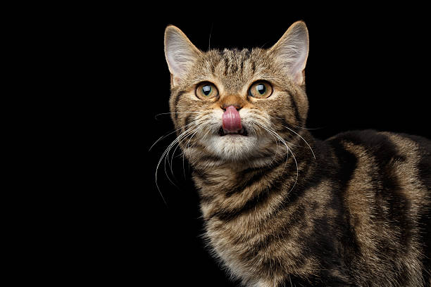 istock Tabby Scottish Kitten on Isolated black background 624886600