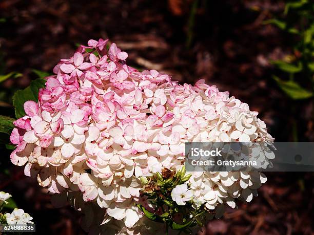 Hydrangea Paniculata Renhy Vanilla Strawberry Panicle Hydrangea Stock Photo - Download Image Now