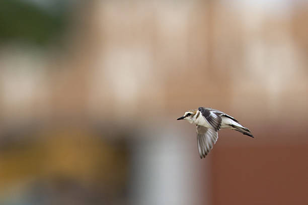 istock Kentish plover in full speed flight infront of a building. 624889422