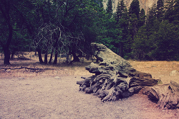 Uprooted tree stump in Yosemite National Park, CA USA