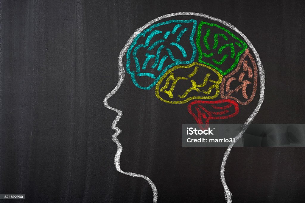 Human Brain Lobes on Blackboard Chalk - Art Equipment Stock Photo