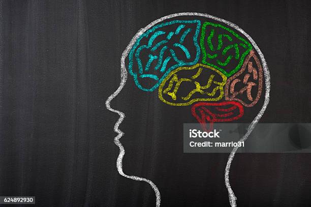 Human Brain Lobes On Blackboard Stock Photo - Download Image Now - Chalk - Art Equipment, Healthcare And Medicine, Motivation