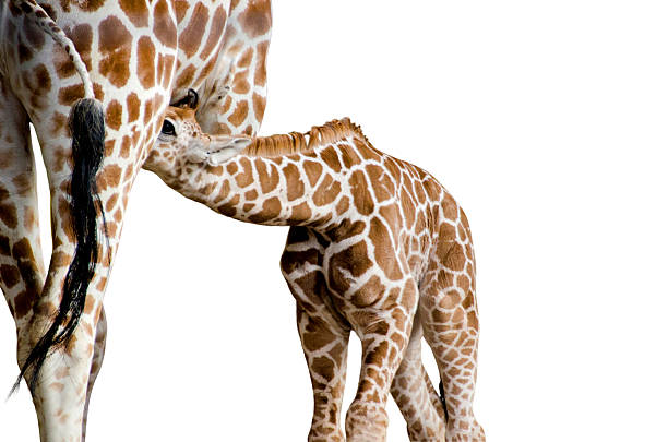 Baby giraffe drinking milk from the mother