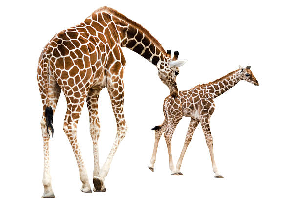 A small, medium and large giraffe walk in a perfect line. Huh. Would you look at that.