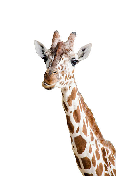 istock Closeup of a Giraffe on white background 624897524