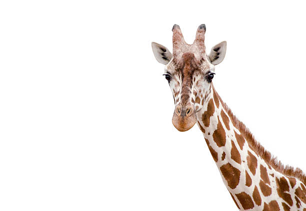 primo piano di una giraffa su sfondo bianco - giraffa ungulato foto e immagini stock