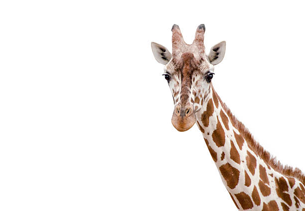 istock Closeup of a Giraffe on white background 624897538