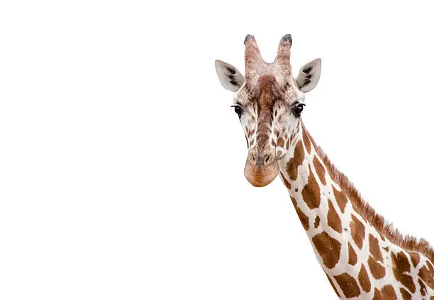 Photo of Closeup of a Giraffe on white background