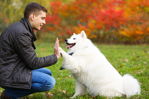 Young man is spending time with his pet in a park teaching a dog new tricks- giving a high five. Side view.