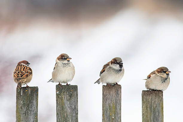 istock birds Sparrow sitting on an old wooden 624899180