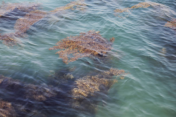 chunk of seaweed in sea water