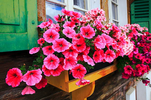 coloridas flores brillantes, macizo de flores de balcón rústico, interlaken, suiza - geranium flower pink leaf fotografías e imágenes de stock