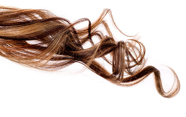 istock brown hair on white background 624905456