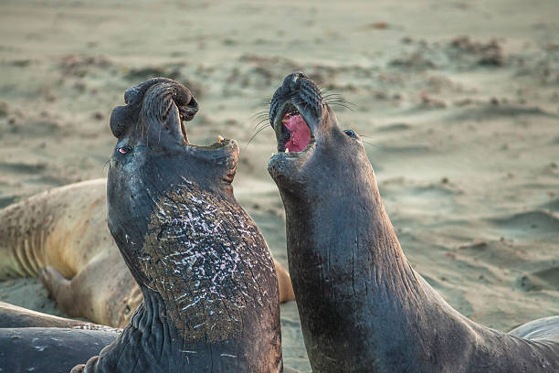 istock Elephants seal California 624905806
