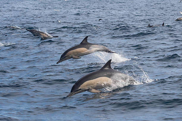 Long-beaked Common Dolphins jumping out of the water stock photo