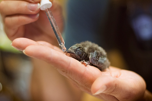 Swift chick watered by its rescuer.