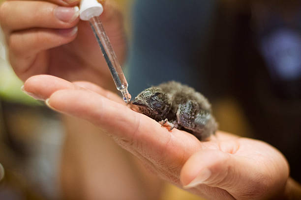 9,952 Wild Animal Rescue Stock Photos, Pictures & Royalty-Free Images - iStock 9,952 Wild Animal Rescue Stock Photos, Pictures & Royalty-Free Images - iStock