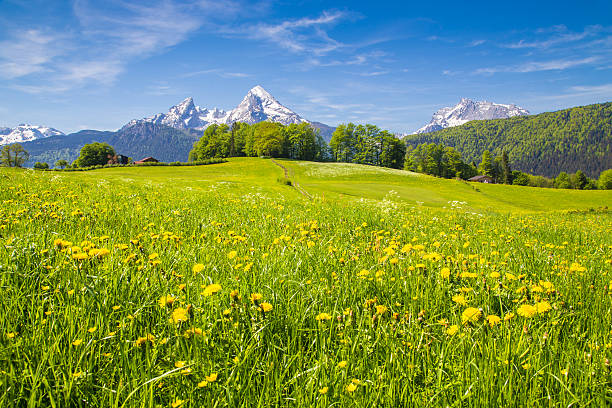istock Idyllic landscape in the Alps with green meadows in summer 624909416