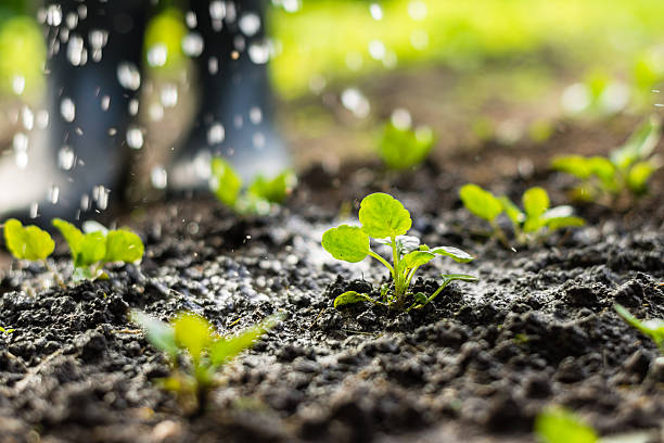 istock Plant sprouts in the field and farmer  is watering it 624909422