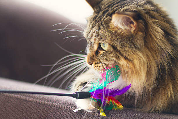 istock Maine Coon cat with feather toy 624911930