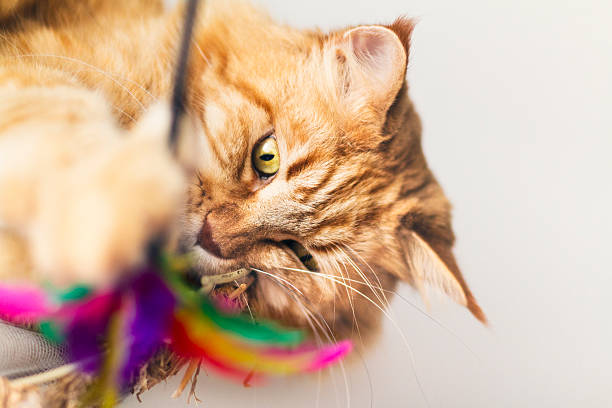 istock Maine Coon cat with feather toy 624912248