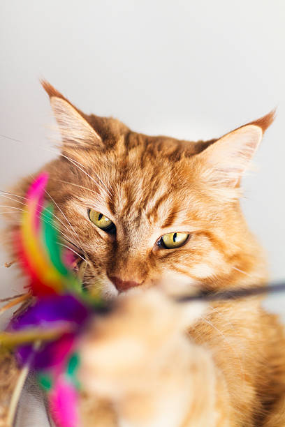 istock Maine Coon cat with feather toy 624912388